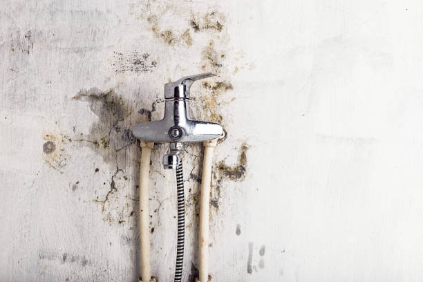 Best Local Mold Removal Service  in Rancho Cumonga, CA