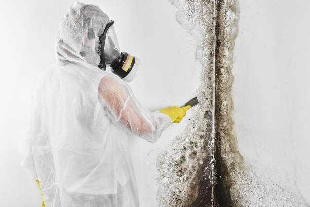 Best Office Mold Removal Services  in Rancho Cumonga, CA