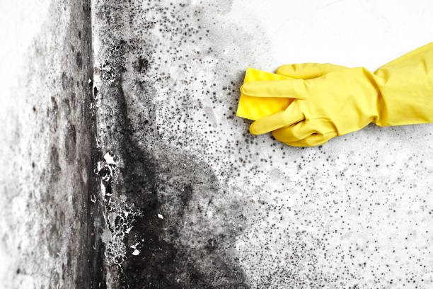 Mold Removal and Inspection in Rancho Cucamonga, CA