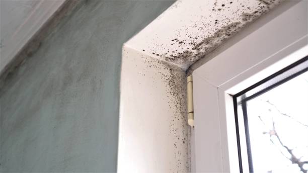 Best Crawl Space Mold Removal  in Rancho Cumonga, CA
