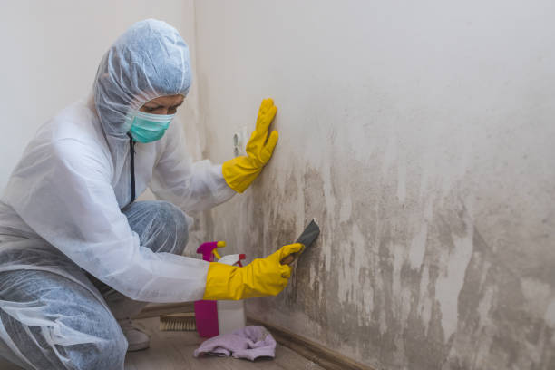 Best Attic Mold Removal  in Rancho Cumonga, CA