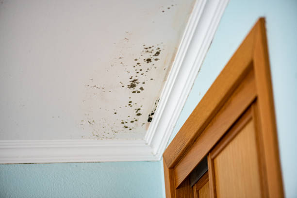 Best Mold Removal Company Near Me  in Rancho Cumonga, CA