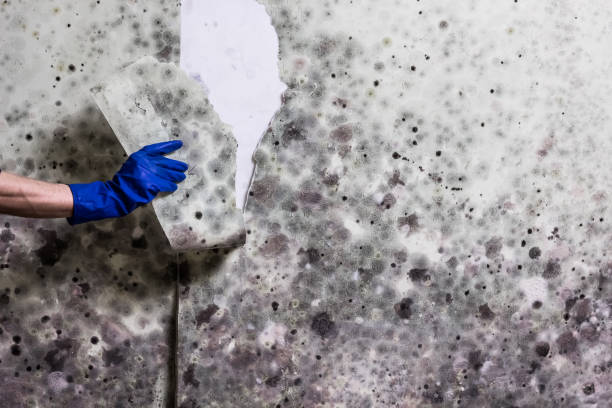 Best Toxic Mold Removal  in Rancho Cumonga, CA
