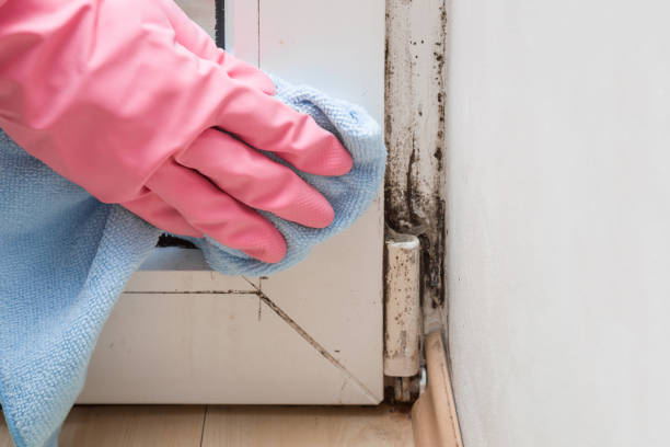 Best Fast Mold Removal  in Rancho Cumonga, CA
