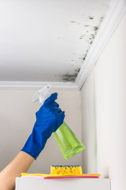 Office Mold Removal Services in Rancho Cucamonga, CA